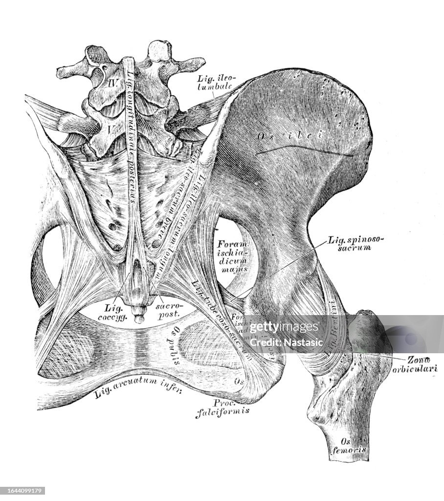 Connections of the hip bones. Ligaments at the back of the pelvis