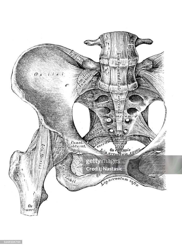 Hip bone ligaments and joint