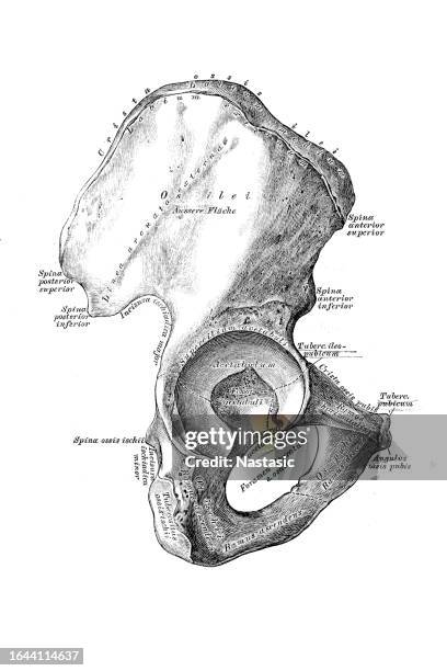 the right hip bone, os innominatum, from the outside - hip bone stock illustrations