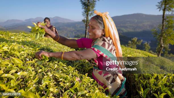 culture tamoule tous les gens vivant feuilles de thé sur plantation, inde du sud - munnar photos et images de collection