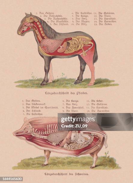 innere organe von pferd und schwein, chromolithographie, veröffentlicht 1898 - grautier pferdeartige stock-grafiken, -clipart, -cartoons und -symbole