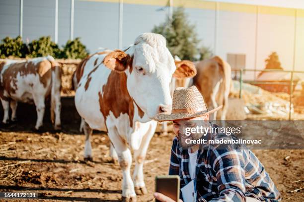 farm owner at his cow farm - cattle call stock pictures, royalty-free photos & images