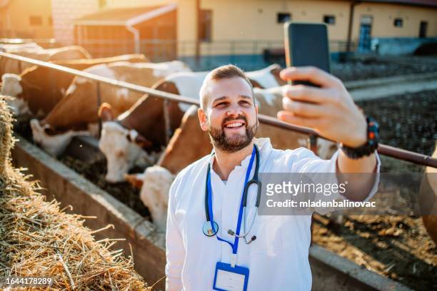 veterinarian working at cow farm - cattle call stock pictures, royalty-free photos & images