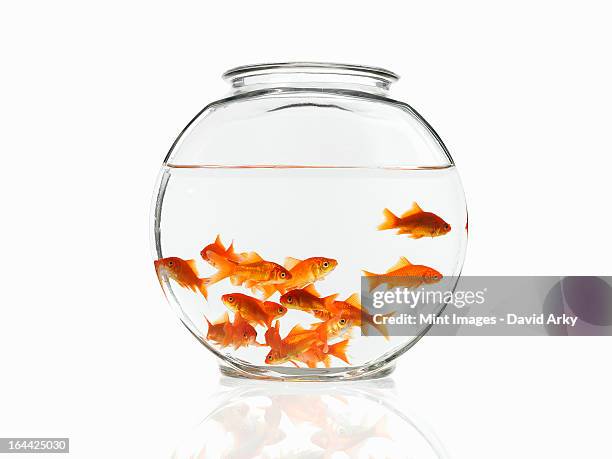 a group of goldfish swimming in a bowl. - goldfish bowl stock pictures, royalty-free photos & images
