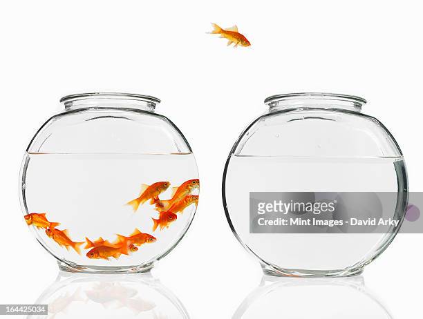 a single goldfish leaping from a crowded bowl into an empty bowl. - fish bowl stock-fotos und bilder