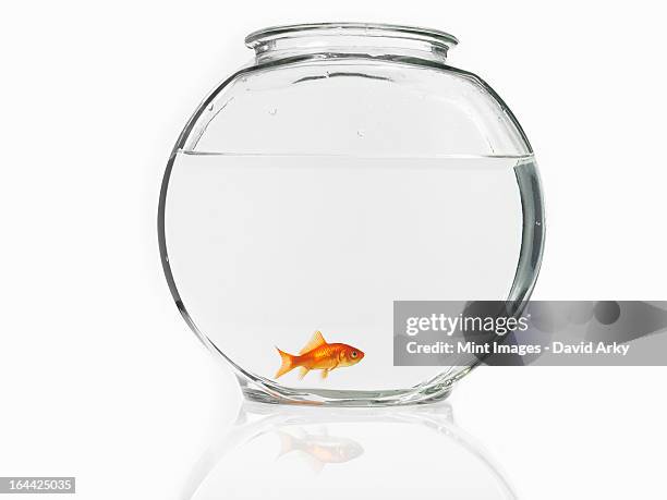 a single goldfish in a bowl. - fish bowl stock pictures, royalty-free photos & images