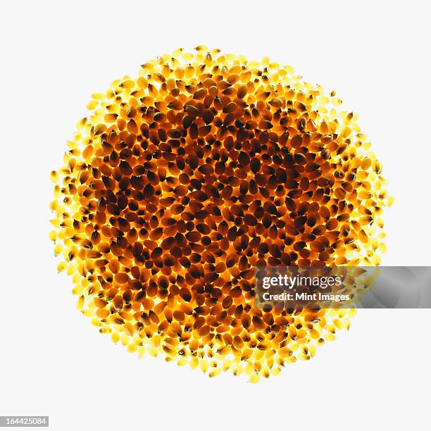 circle of organic popcorn kernels on white background - grain de maïs photos et images de collection