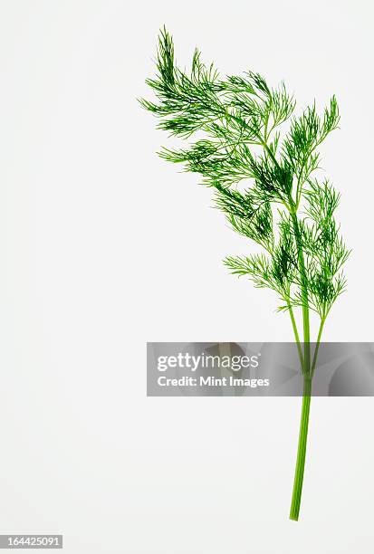 organic dill (herb) on white background - dill stock pictures, royalty-free photos & images