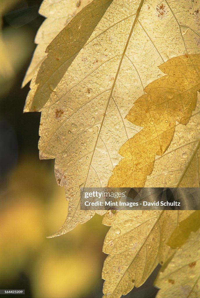 Close up of a cottonwood leaf in the Wasatch mountains in Utah. Yellow autumn foliage.