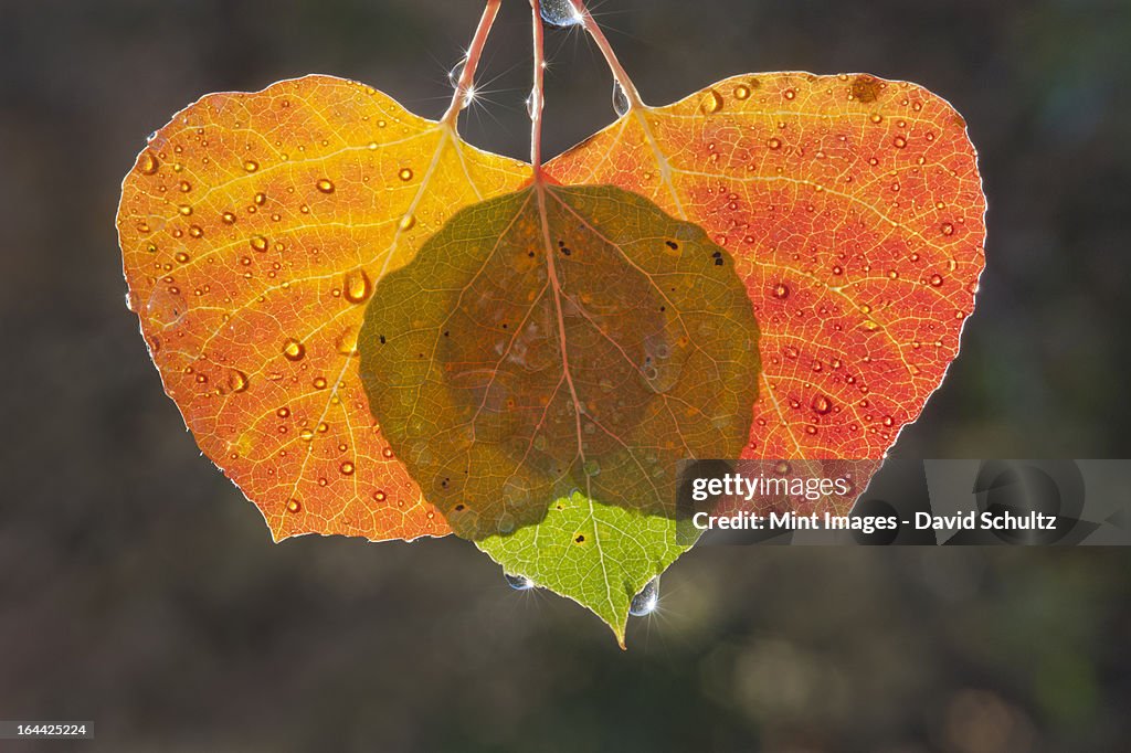 Three aspen leaves with the light shining through them. Brown and green autumn colours.