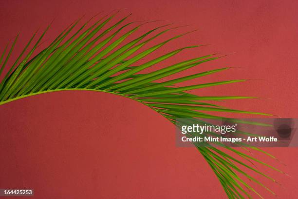 palm frond against a red background, puerto rico - puerto rico palm tree stock pictures, royalty-free photos & images