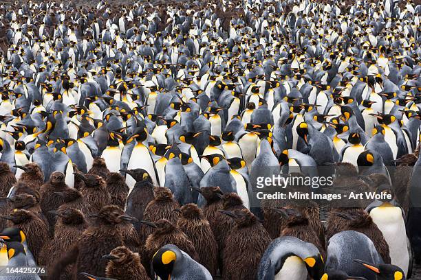 king penguins, aptenodytes patagonicus, in a  bird colony on south georgia island, on the falkland islands. - bird island falkland islands stock pictures, royalty-free photos & images