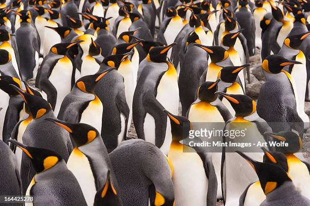 king penguins, aptenodytes patagonicus, in a  bird colony on south georgia island, on the falkland islands. - bird island falkland islands stock pictures, royalty-free photos & images