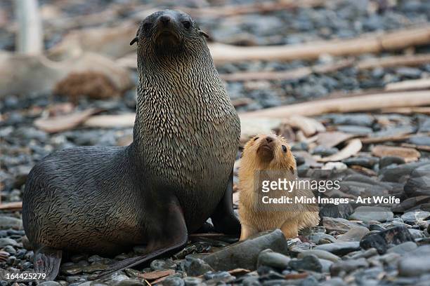 white antarctic fur seal adult female, with a white seal pup at her side on south georgia island on the falklands islands. - antarctic fur seal stock pictures, royalty-free photos & images