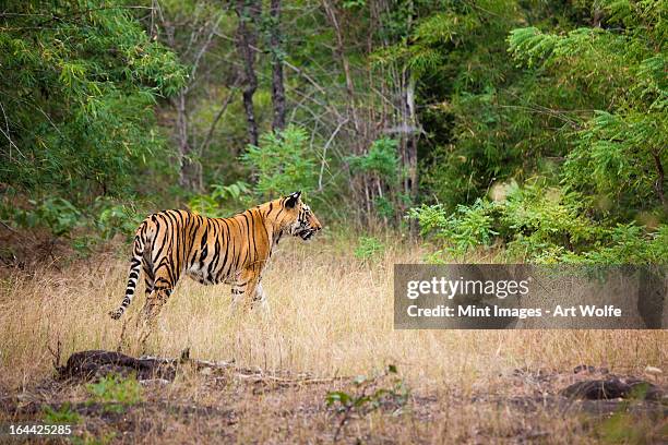 an adult tiger in bandhavgarh national park, india - national wildlife reserve 個照片及圖片檔