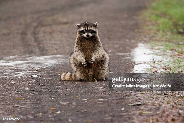 a small raccoon sitting in the road in san juan island, washington - raccoon stock-fotos und bilder