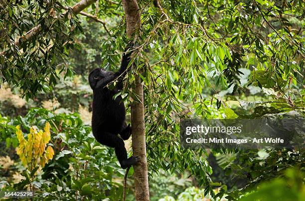 mountain gorilla juvenile, volcanoes national park, rwanda - rwanda art stock pictures, royalty-free photos & images