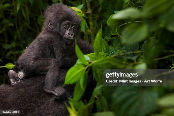 mountain gorilla juvenile, volcanoes national park, rwanda - rwanda art stock pictures, royalty-free photos & images