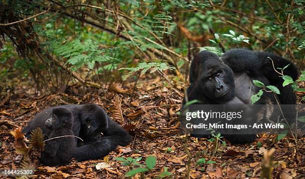 mountain gorillas and juvenile, volcanoes national park, rwanda - rwanda art stock pictures, royalty-free photos & images