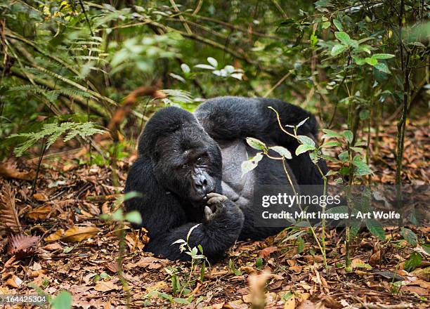 mountain gorilla, volcanoes national park, rwanda - rwanda art stock pictures, royalty-free photos & images