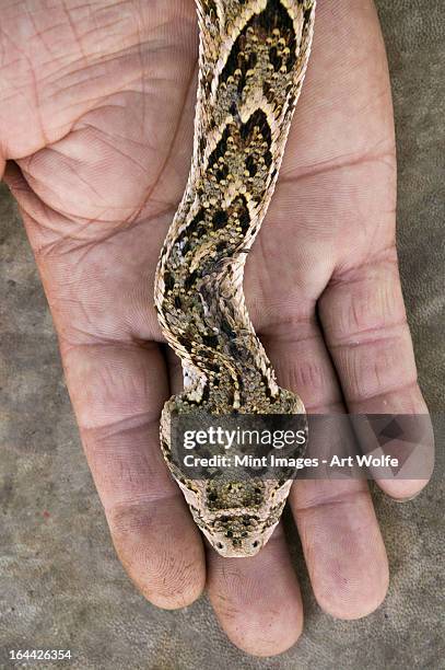 a snake, bitis arietans,  on the hand of a snake charmer in morocco - bitis arietans stock pictures, royalty-free photos & images