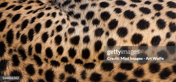 close-up of cheetah spots on the animal's hide in serengeti national park, tanzania - cheetah stock pictures, royalty-free photos & images