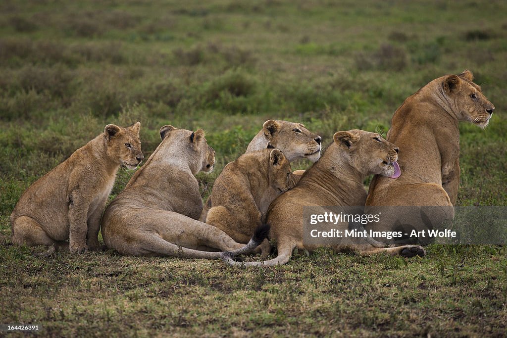 Une famille de lion et ses oursons sur le Serengeti National
