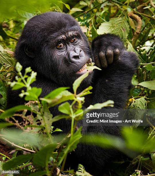 mountain gorilla in volcanoes national park, rwanda - gorilla eating stock pictures, royalty-free photos & images