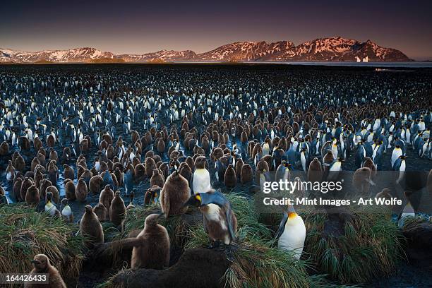 pinguin-kolonie, ein king-size-bett, eine große gruppe von vögeln beengt - falklandinseln stock-fotos und bilder