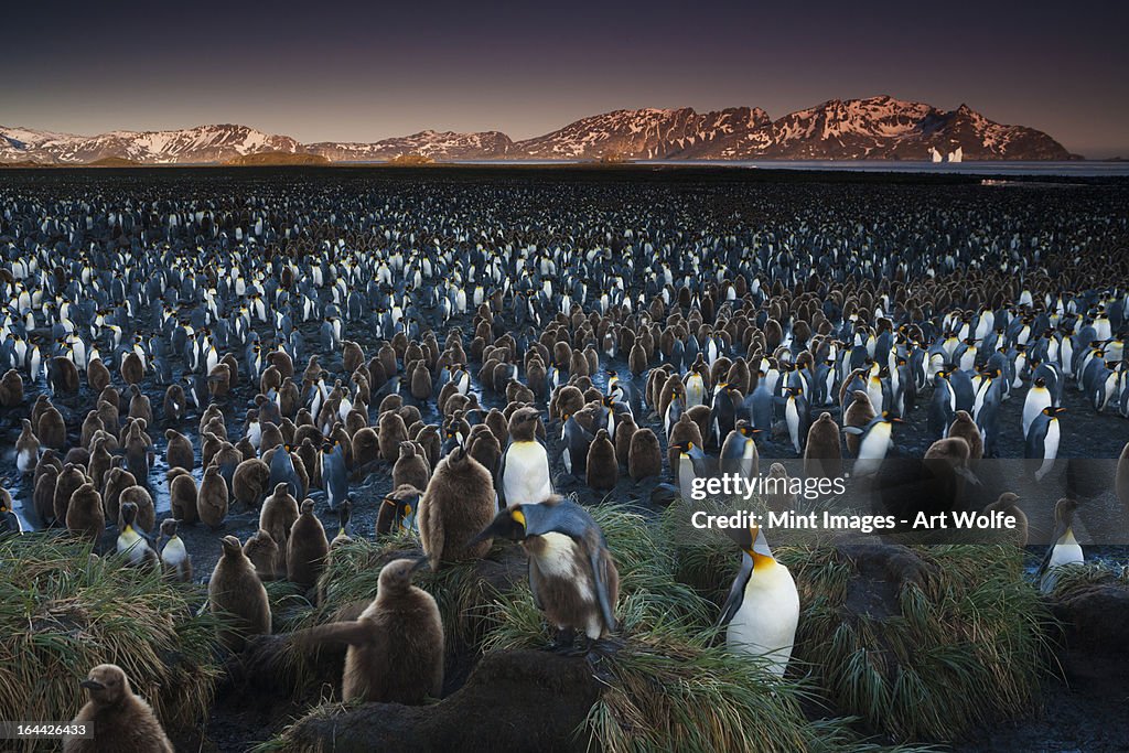 A king penguin colony, a huge group of birds crowded on South Georgia Island in the Falkland islands.