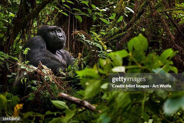 mountain gorilla, volcanoes national park, rwanda - gorille photos et images de collection
