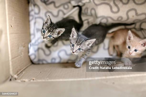 compassionate care: adorable homeless kittens find refuge in a box. - vier dieren stockfoto's en -beelden