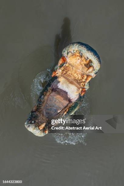 saltwater crocodile with its mouth wide open jumping out of the adelaide river photographed from directly above, northern territory, australia - darwin australia aerial stock pictures, royalty-free photos & images