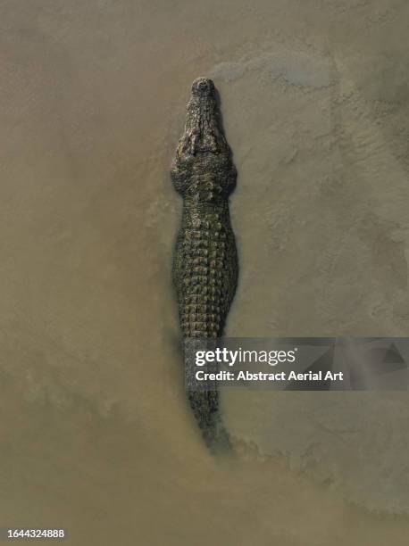 large saltwater crocodile photographed in the adelaide river from a drone perspective, northern territory, australia - australian saltwater crocodile ストックフォトと画像