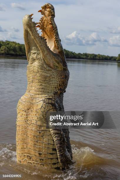 huge male saltwater crocodile jumping out of the adelaide river photographed from close up, northern territory, australia - darwin australia aerial stock pictures, royalty-free photos & images