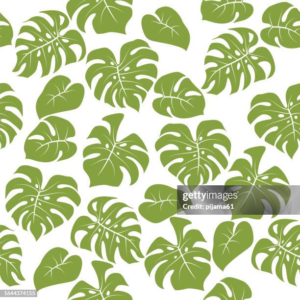monstera hinterlässt tropisches nahtloses muster isoliert auf weißem hintergrund. - leaf pattern stock-grafiken, -clipart, -cartoons und -symbole