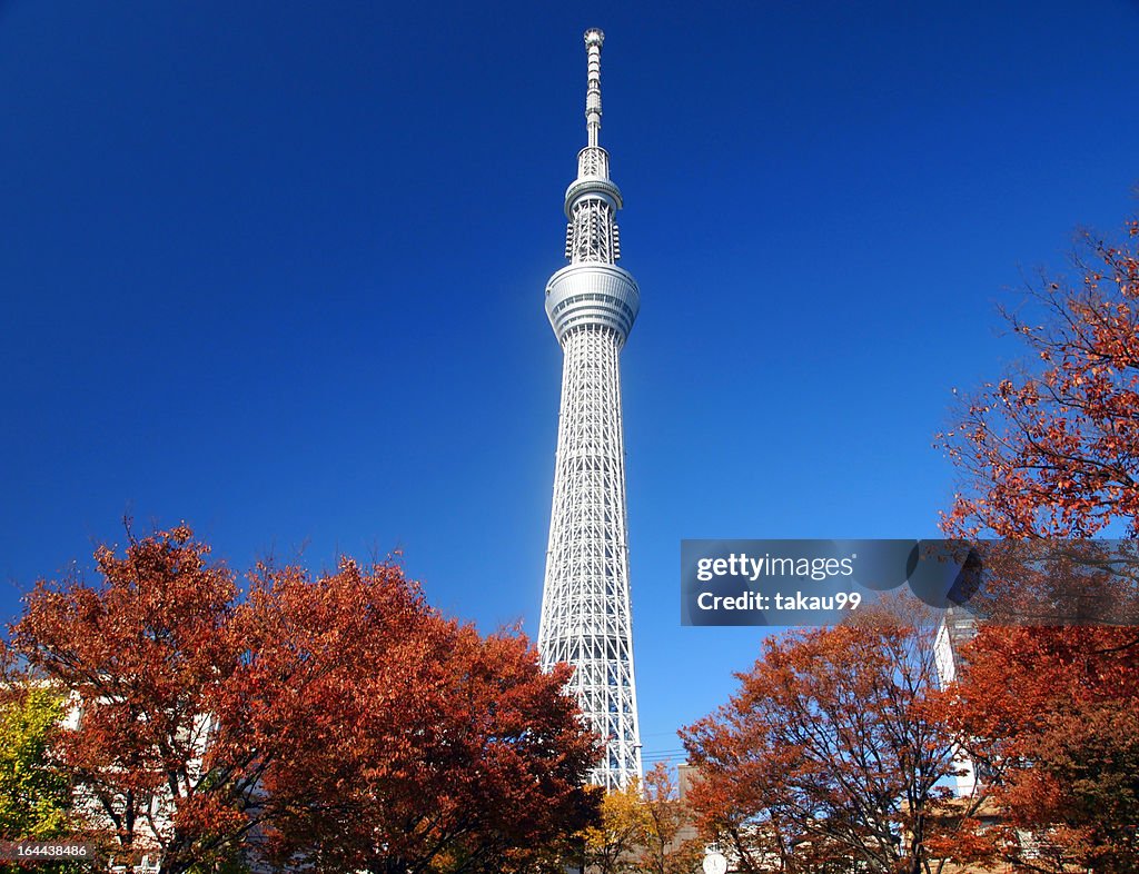 Tokyo Sky Tree and Autumn Leaves