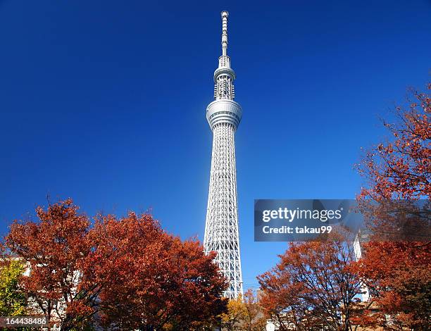 tokyo sky tree and autumn leaves - スカイツリー ストックフォトと画像