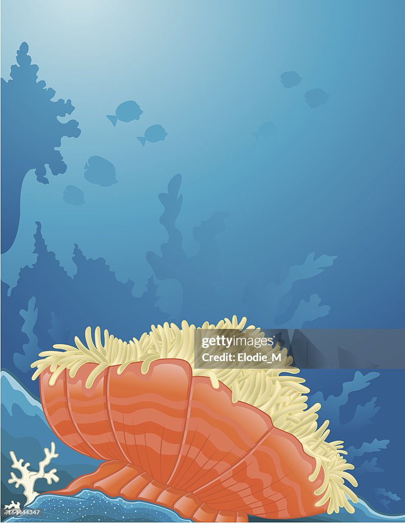Sea anemone Background