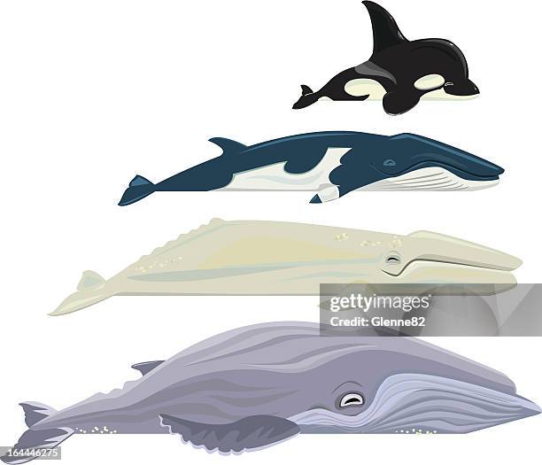 ilustraciones, imágenes clip art, dibujos animados e iconos de stock de las ballenas - killer whale