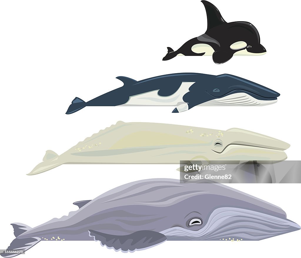 Whales