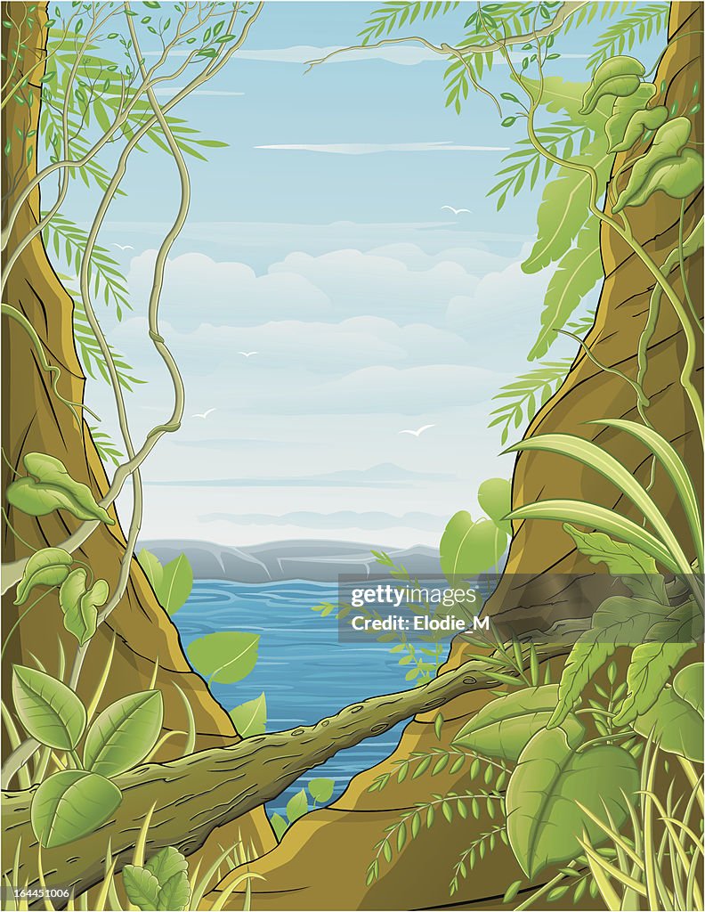 Jungle / Tropical Forest