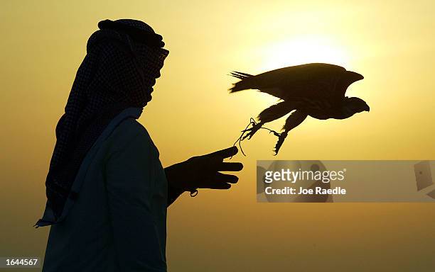 Abdula Al Qahtni releases a young falcon as he trains him to hunt November 5, 2002 in Manama, Bahrain. The country is the home port to the U.S....