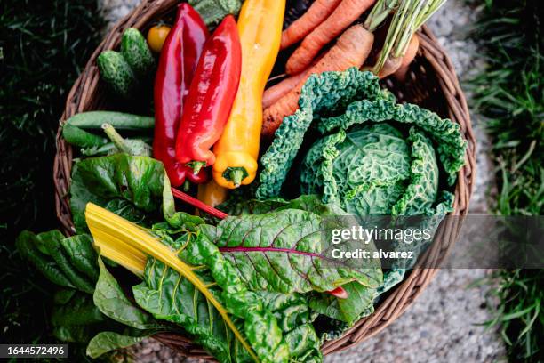 variety of fresh organic vegetables harvested in the basket in garden - bell pepper field stock pictures, royalty-free photos & images
