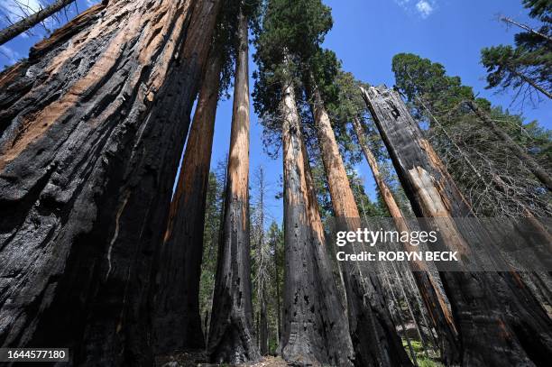 Giant Sequoia trees with basal burns from wildfires are seen in the Giant Sequoia tree and mixed conifer forest of the Redwood Mountain Grove in...