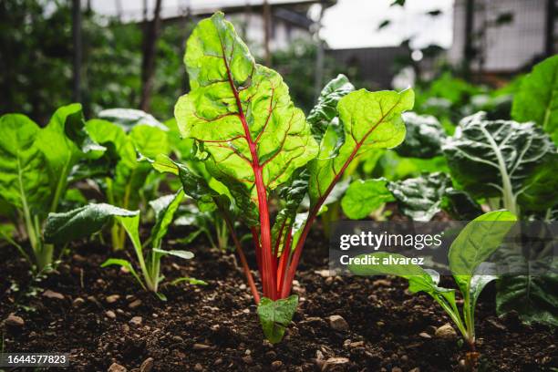 culture de bette à carde dans le potager - jardin potager photos et images de collection