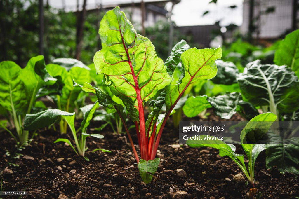 Swiss chard crop in the vegetable garden