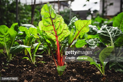 Swiss chard crop in the vegetable garden Swiss chard crop in the vegetable garden