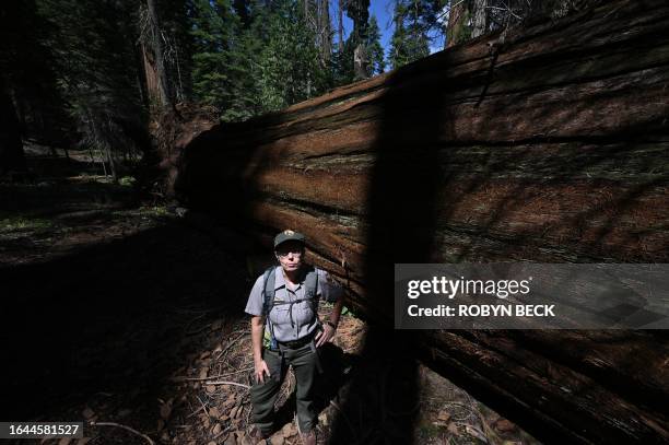 Dr. Christy Brigham, Chief of Resources Management and Science for Sequoia & Kings Canyon National Parks, stops beside a downed Giant Sequoia tree in...