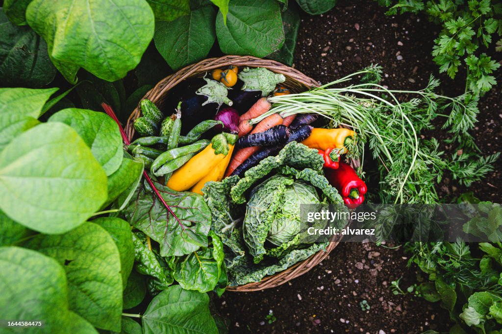Fresh farm harvested vegetables in wicker basket